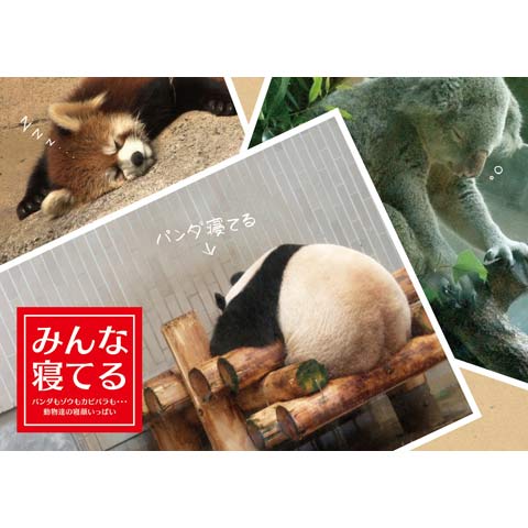 みんな寝てる ~パンダもゾウもカピバラも・・・動物達の寝顔いっぱい~｜最新の映画・ドラマ・アニメを見るならmusic.jp
