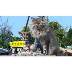 岩合光昭の世界ネコ歩きの動画 最新の動画配信 レンタルならmusic Jp 岩合光昭の世界ネコ歩きの動画 最新の動画配信 レンタルならmusic Jp
