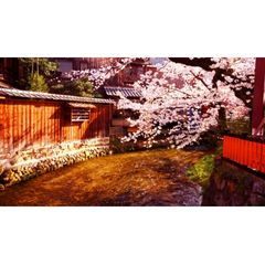 京都・桜