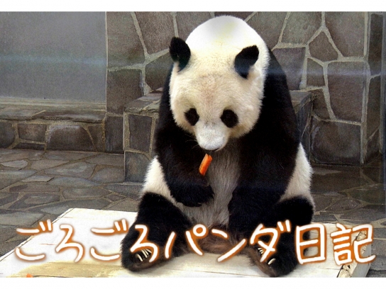 おおきなかがくシリーズ ころころパンダ ころころパンダ (おおきなかがく) |本 | 通販 | Amazon